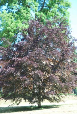 Fagus sylvatica 'Tricolor' - buk lesní - letní habitus (117)